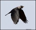 _9SB9265 hooded crow